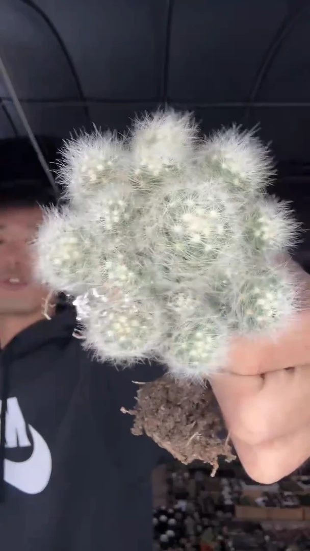 ?***?实生芳香丸9.99