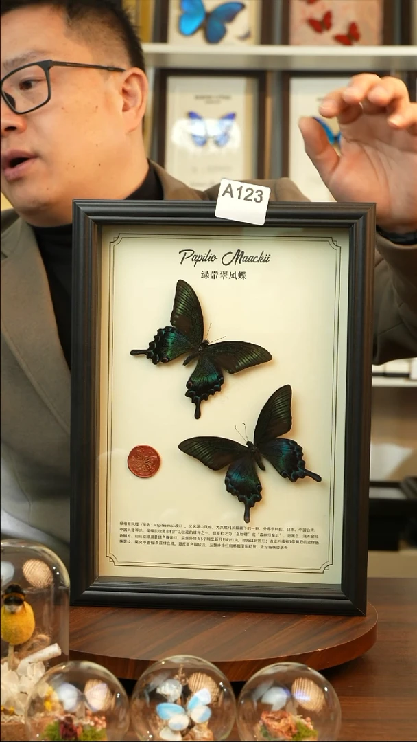 绿带翠凤蝶夏款双蝶（A4黑框）A123