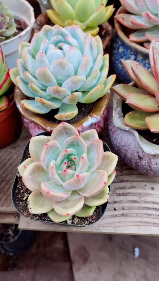 28017多肉植物一物一拍