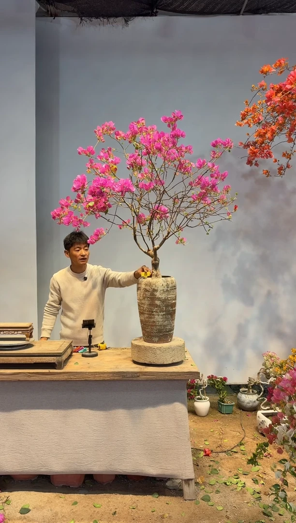 以实际为准三角梅16