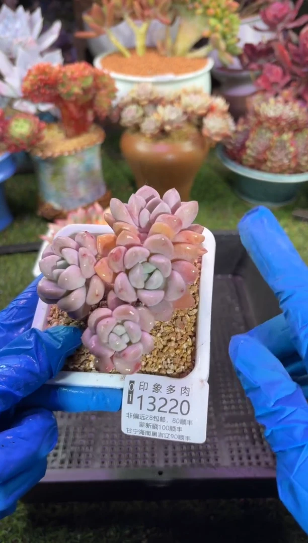 【闪购商品】13220