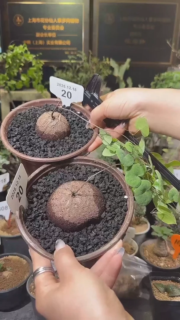 20号1218福利南非龟甲龙买1送1两个1组