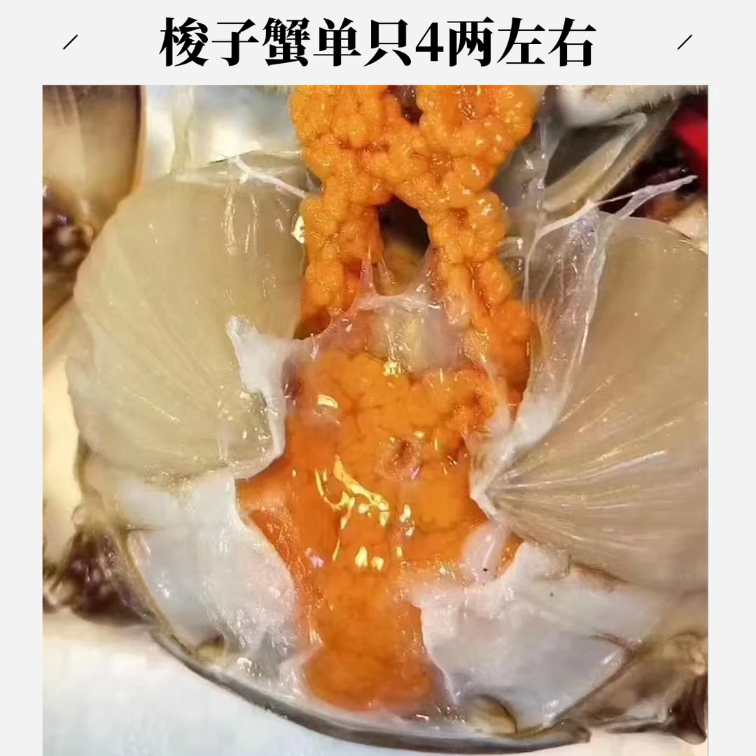 【活蟹】梭子蟹单只4两左右【一份1斤2只左右】母蟹同城配送【保鲜不保活】带黄