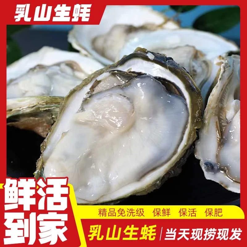 【买5斤送5斤】正宗乳山生蚝原产地直发精品海蛎子5-10斤