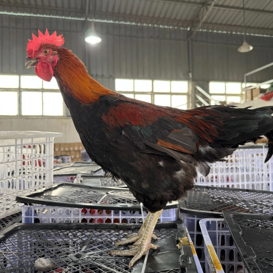 宠物鸡包邮2只装共9斤