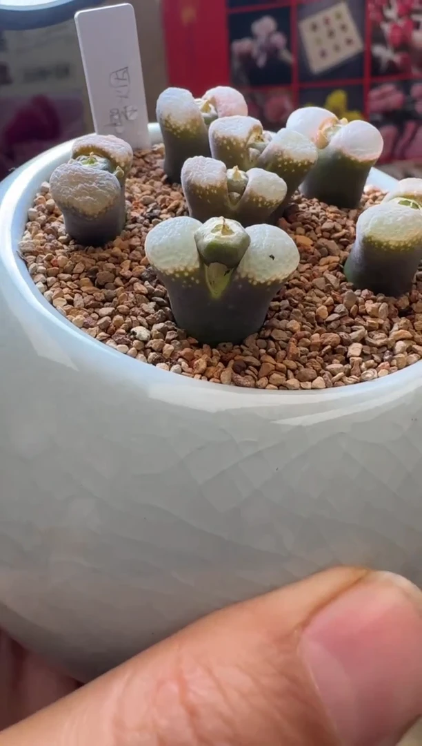 【闪购商品】1/24-84 紫嫣一颗