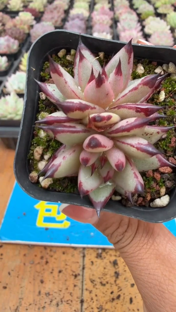 东云多肉园二店-152