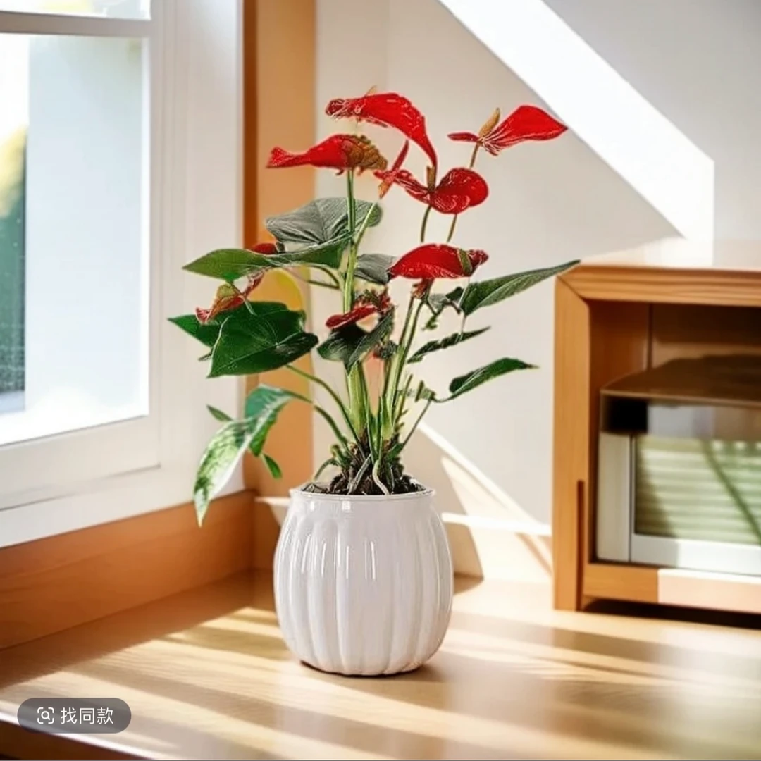 红掌绿植室内桌面盆栽花卉植物