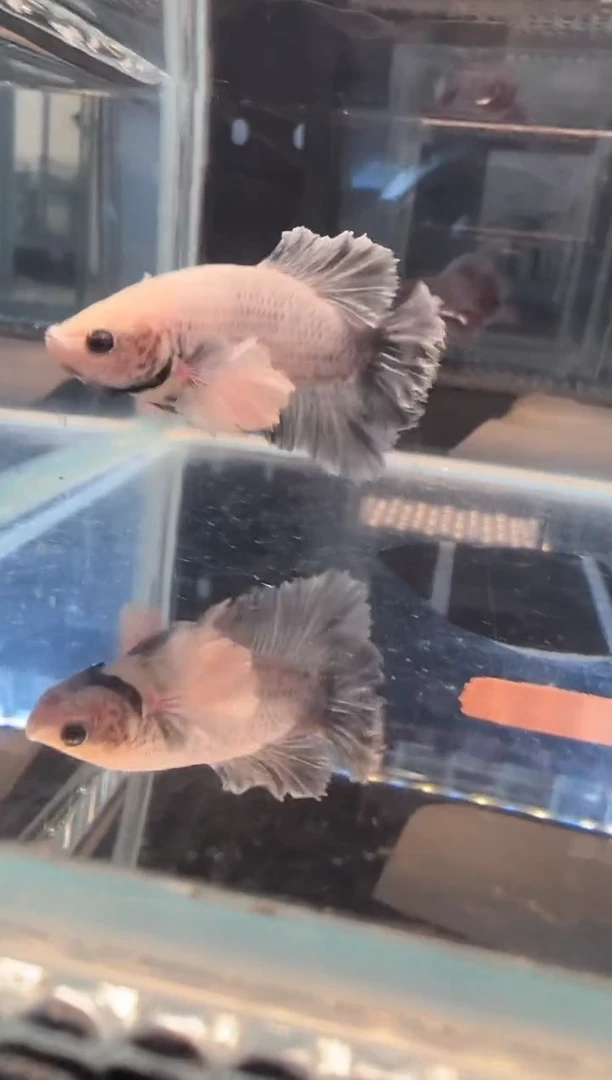 斗鱼斗鱼将军绣球大耳朵