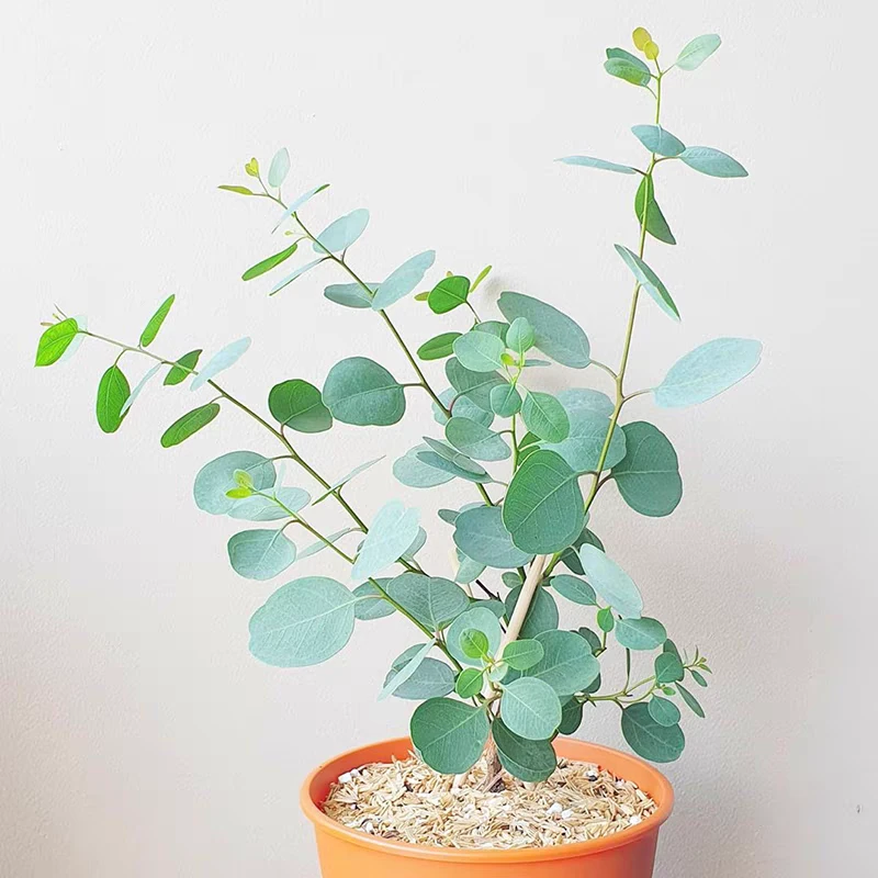 尤加利庭院观叶植物多年生可做干花阳台绿植