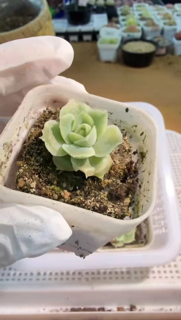 虾饺五方一盆 单双混 量拍混发