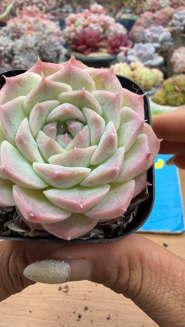 东云多肉园二店-372