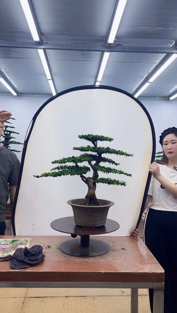 无花朵一物一拍，所见即所得