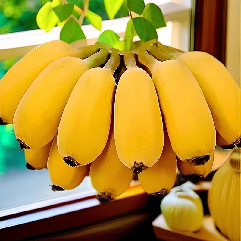 正宗苹果蕉产地自然熟当季苹果粉蕉粉糯香甜新鲜水果香蕉新鲜现摘