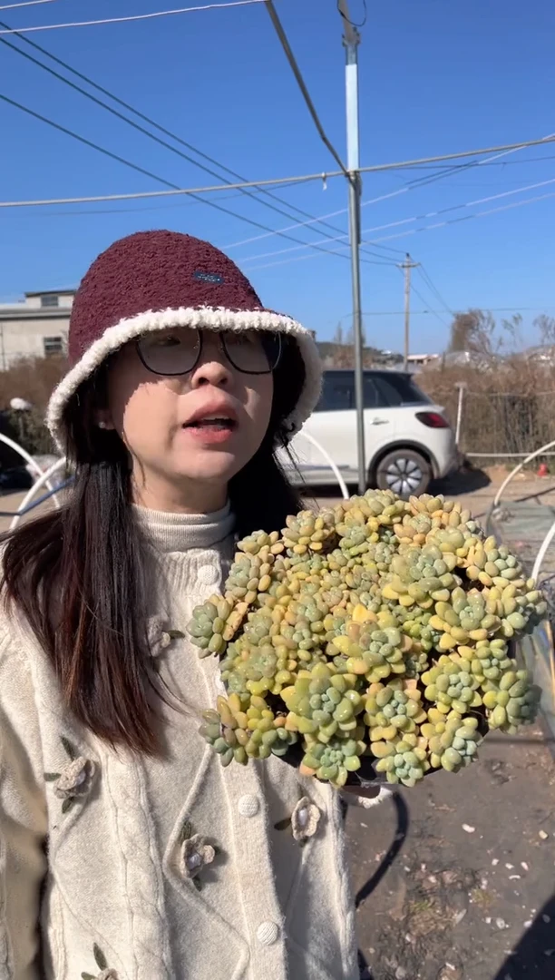 【闪购商品】37-大号洛可可叶展20cm9.99