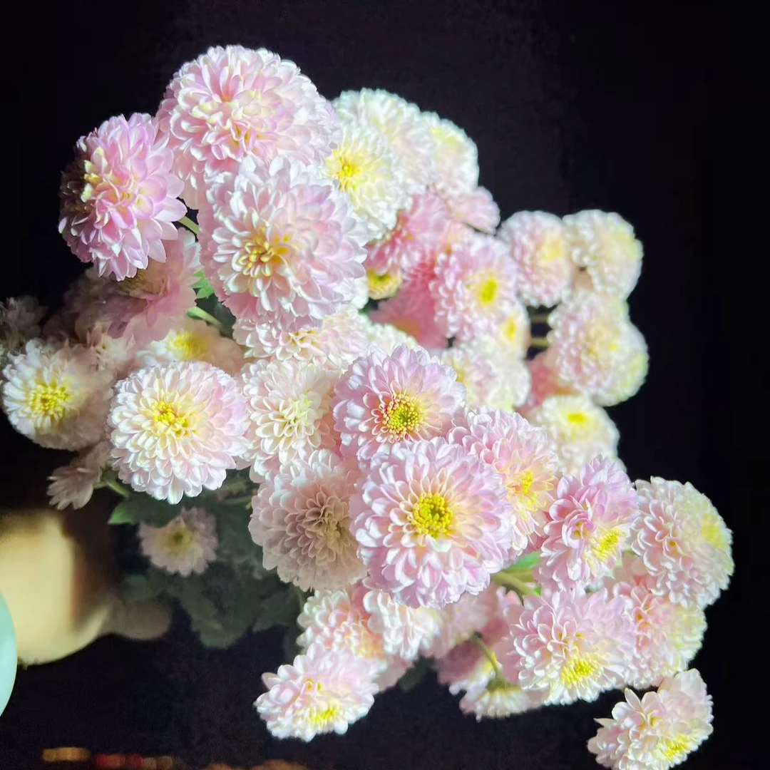 萌木小菊【科隆香水杏粉】140新手推荐带花发货多季庭院好养的花卉