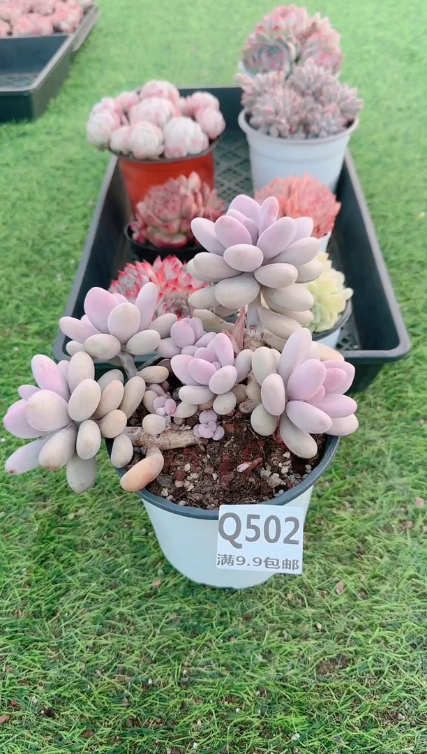 【闪购商品】梦会多肉一物一拍