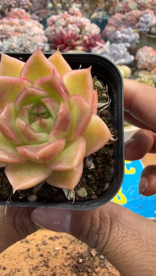 东云多肉园二店-601