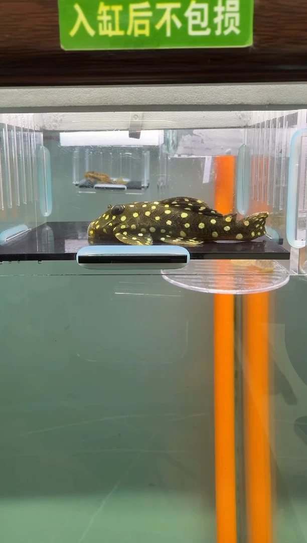 清道夫鱼101号142入缸不包损录制完整开箱视频9厘米