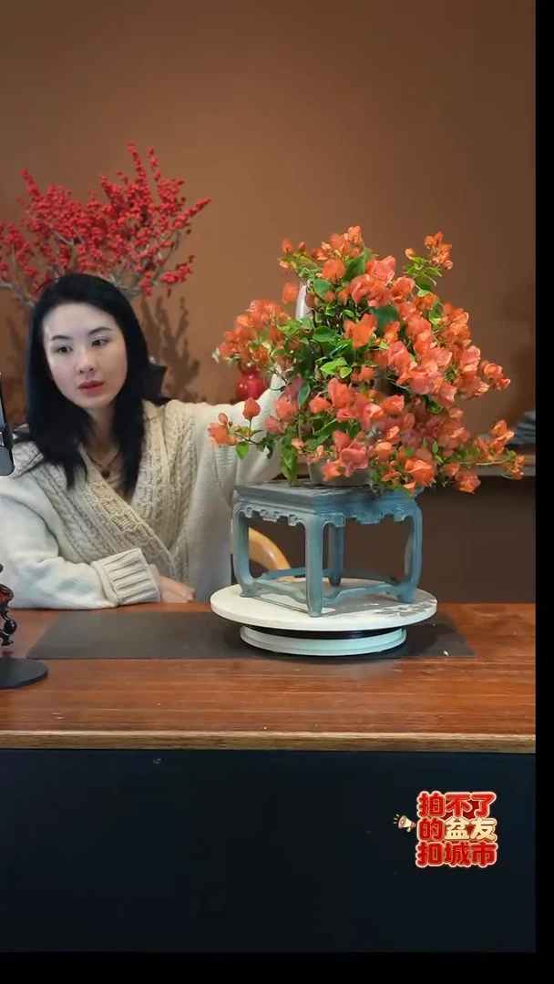 全部花朵阿努那盆景盆景盆景