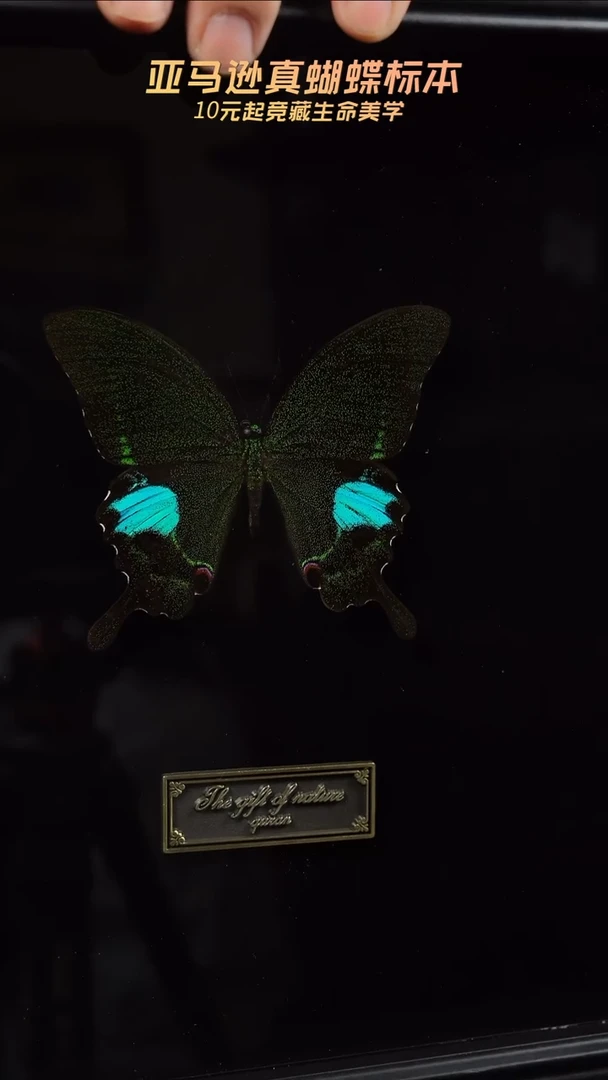 巴黎翠凤蝶黑绒底10寸欧式框