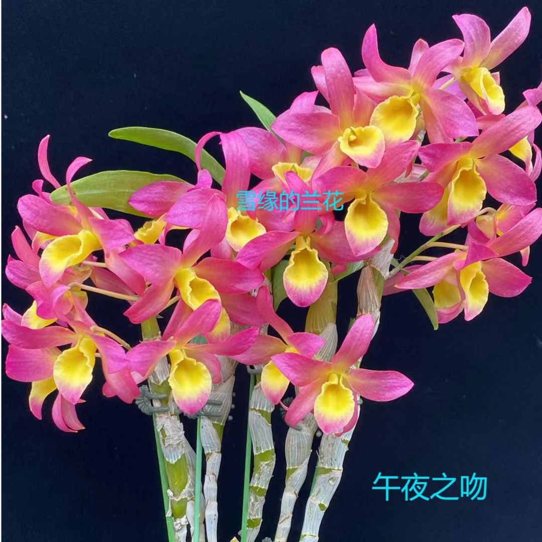 雪缘的兰花 春石斛 午夜之吻
