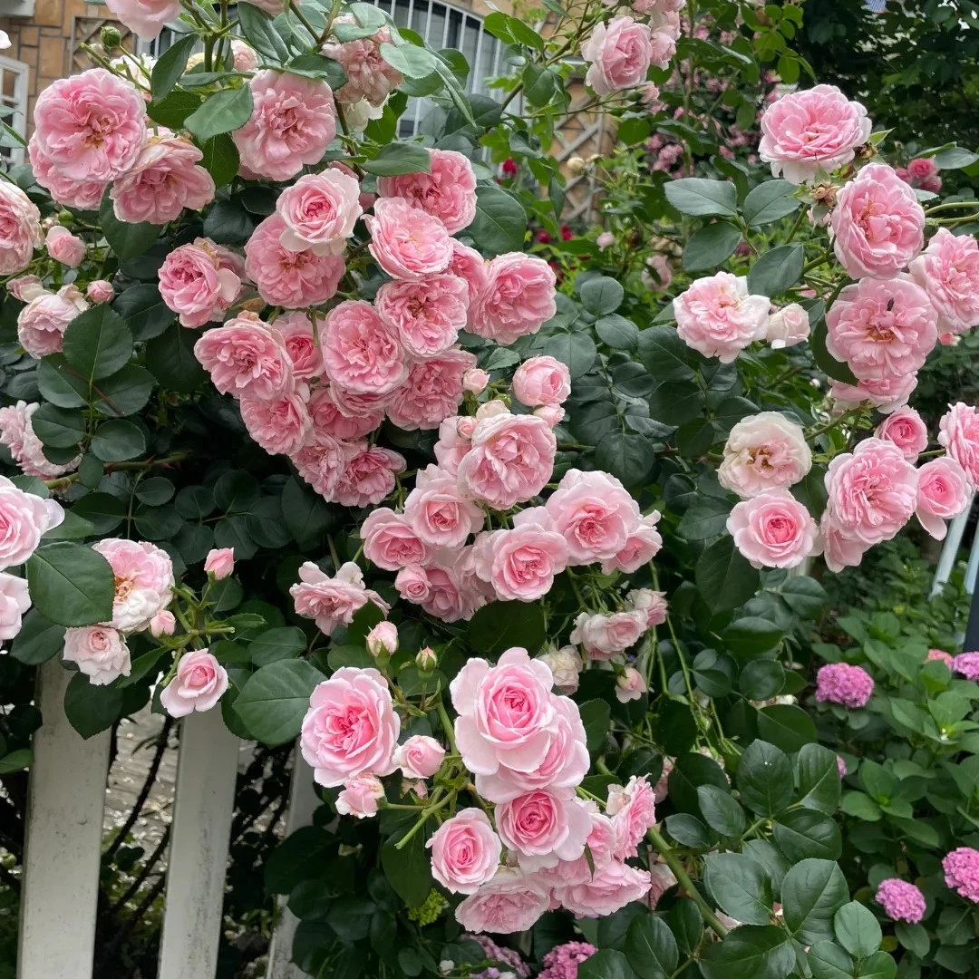 灰姑娘小藤本浓香丰花勤花多季新手盆栽地载绿植花卉月季扦插小苗