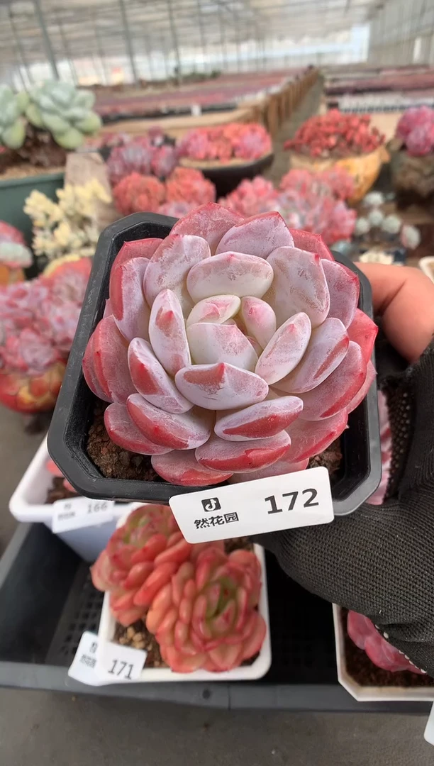 172钻石橙一物一拍