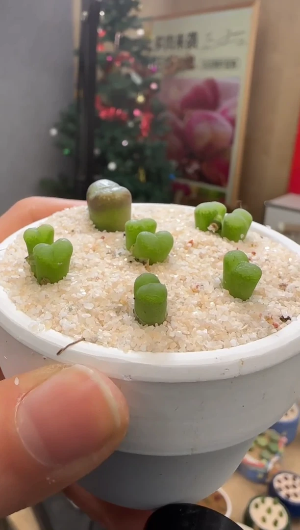 【闪购商品】22-26勋章CR1342一颗