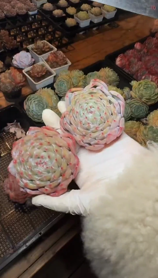 1月4日晚干巴雪花（5-7cm）脱土