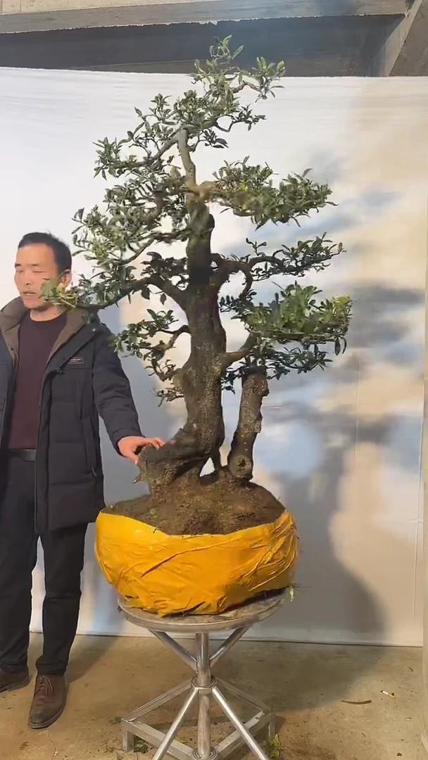 以实际为准金弹子 盆栽 盆景 一物一拍