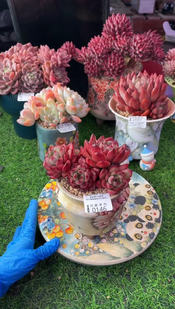 昆明印象多肉0146