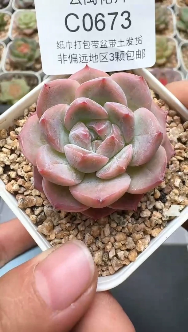 683C云禹多肉植物 带盆土纸巾打包 3颗包邮