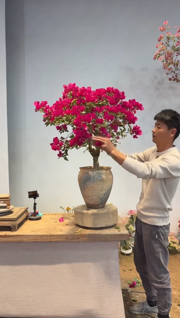 以实际为准三角梅24