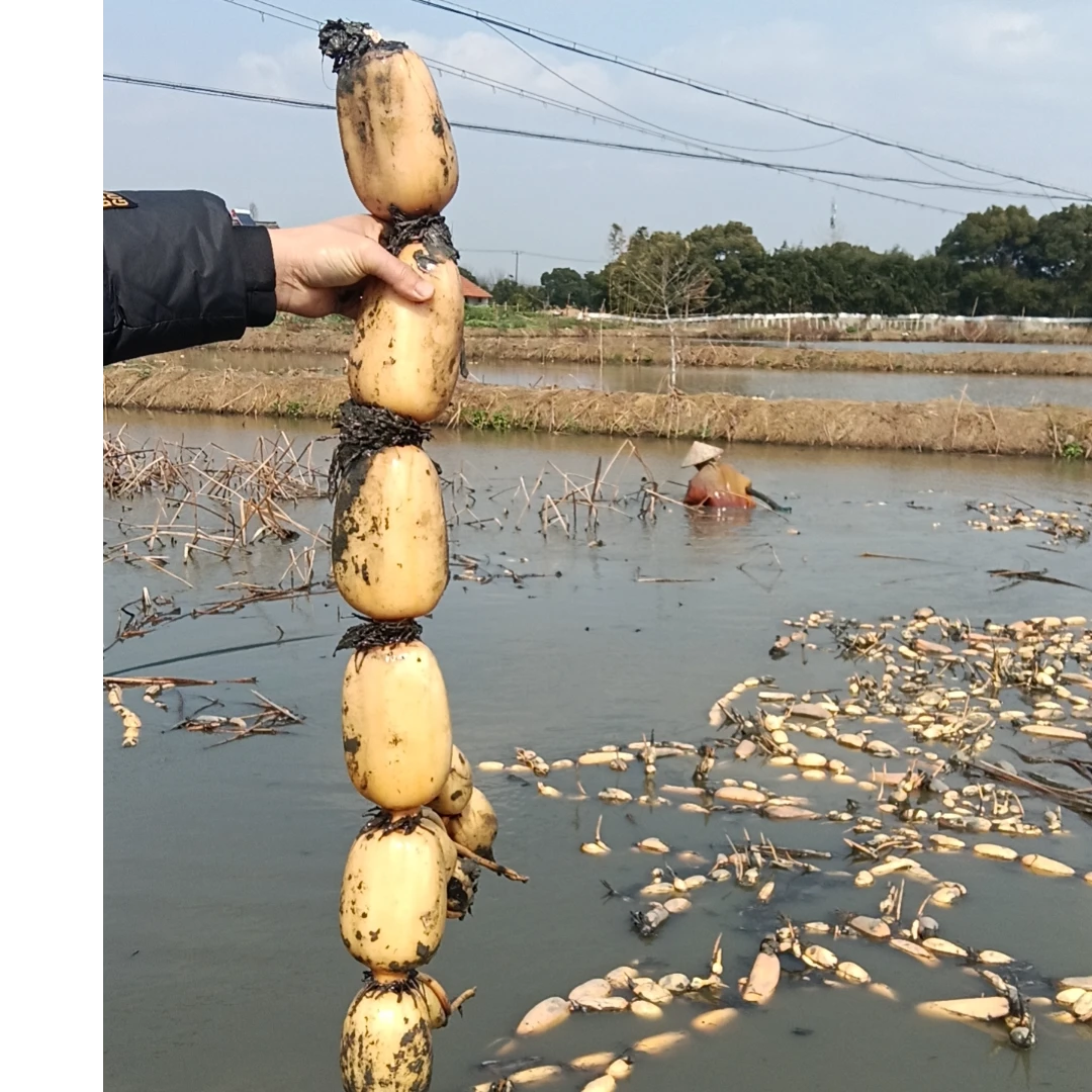 头茬练塘莲藕上市