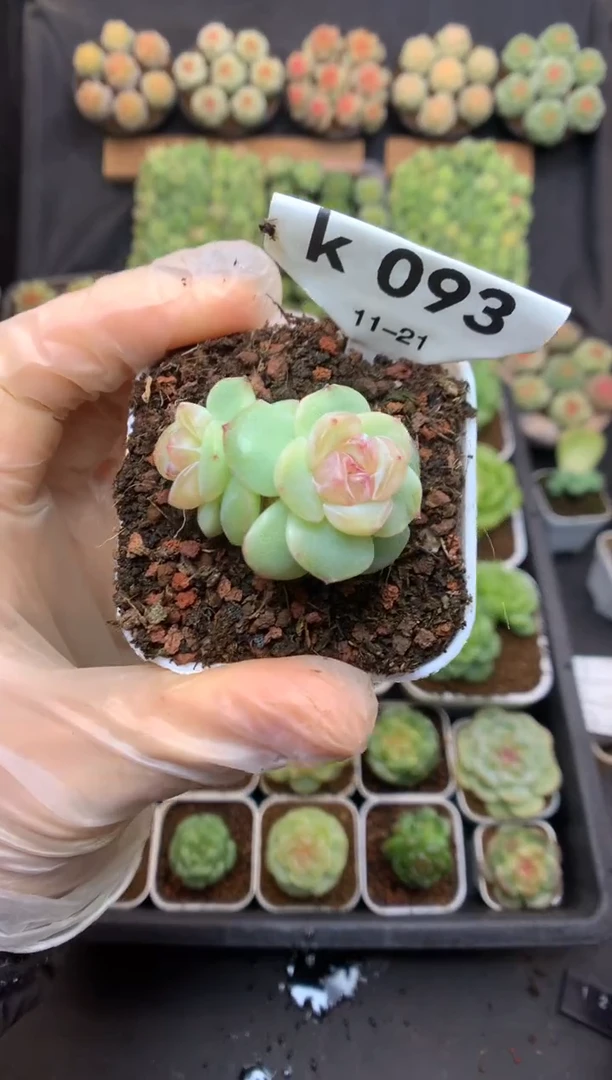 k093 粉体珍妮 可带盆土 12.8