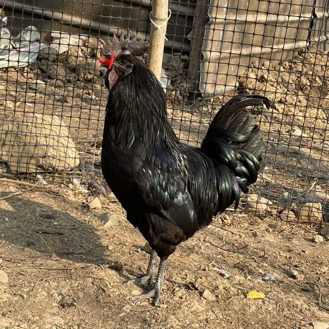 云南盐津乌骨鸡散养土鸡顺丰包邮 包冰率不含冰