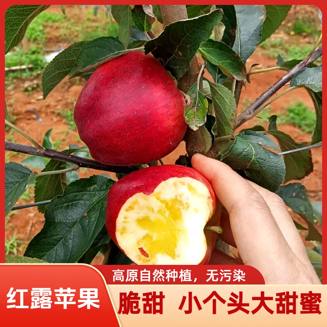 脆甜【红露小苹果】云南高原冰糖心昭通丑苹果脆甜多汁新鲜水果产地
