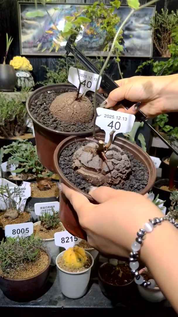 40号1214福利南非龟甲龙买一送一