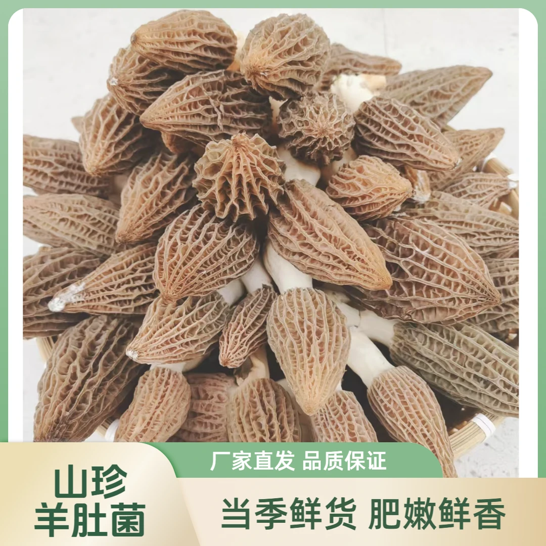 （特享版）羊肚菌2025鲜货现采现发农家特产羊肚菌菇煲汤老少皆宜