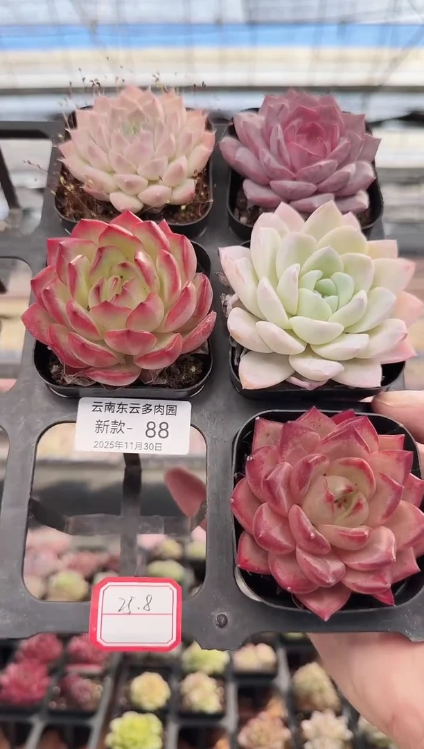 东云多肉园新款-88