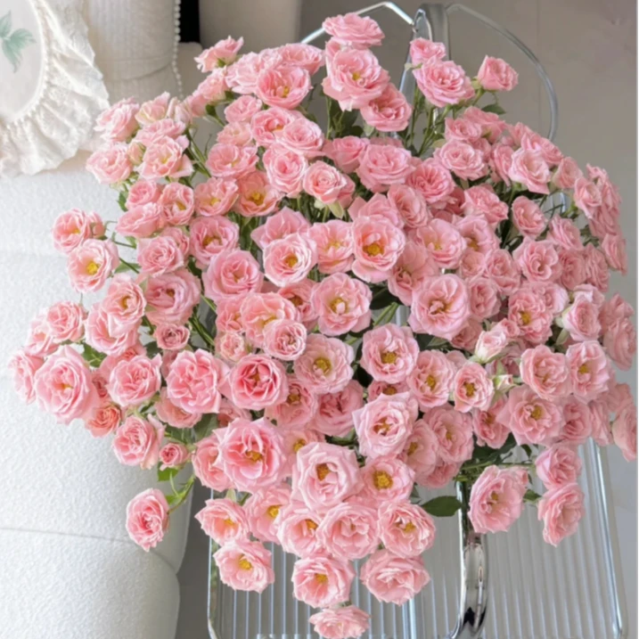 【探花甄选】露露公主多头 任意两单升级顺丰冷链包邮