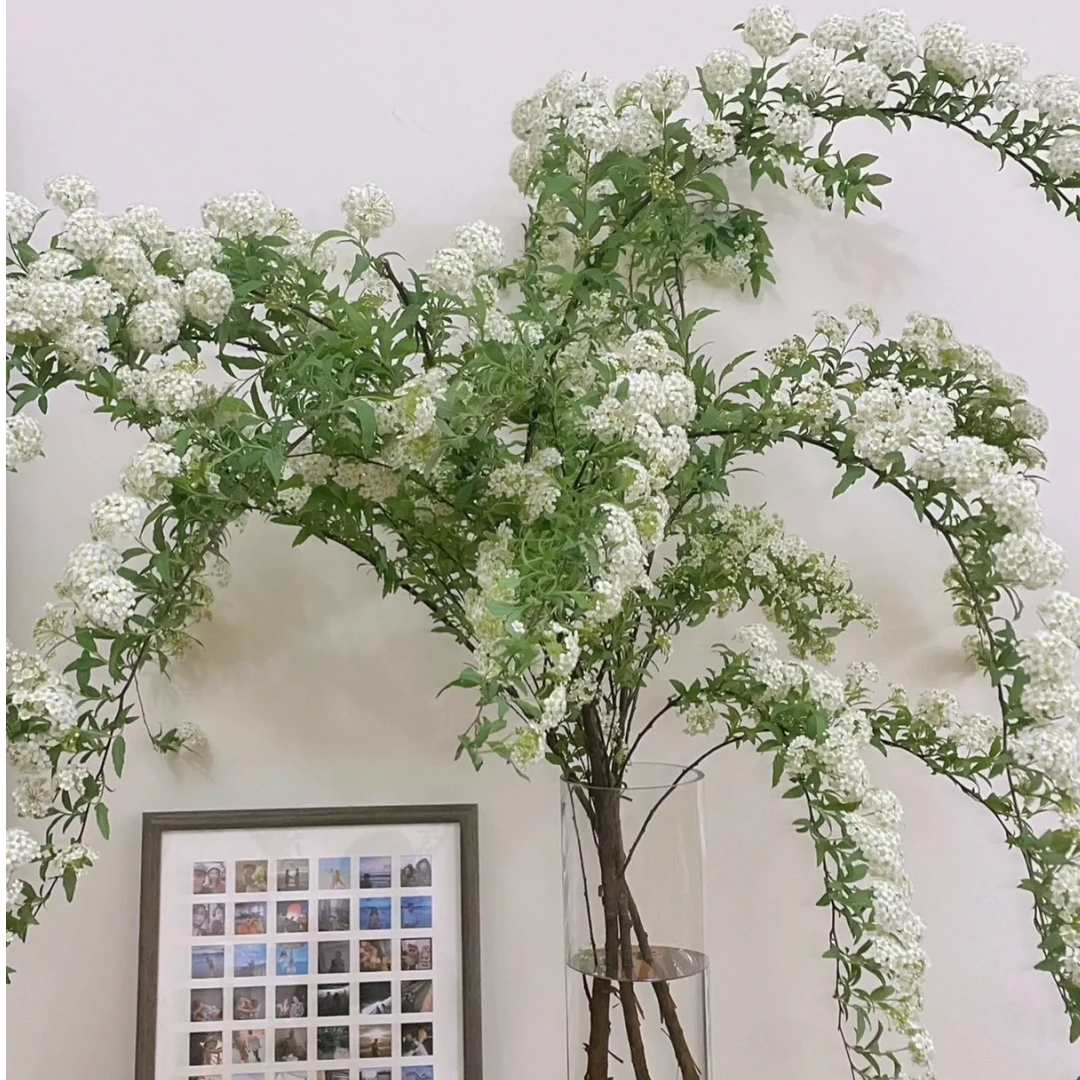 福利爆花小手球1扎 包邮（1单中通 2单顺丰京东）云南鲜花基地直发