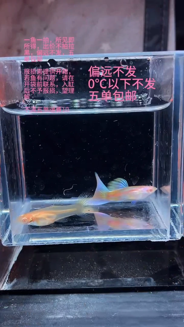孔雀鱼孔雀鱼 06