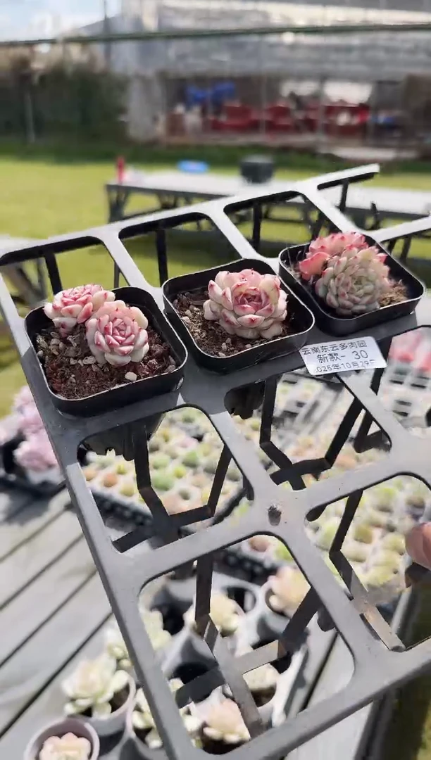 东云多肉园新款-30（其中一棵）