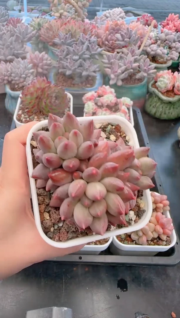 【闪购商品】7849水晶球