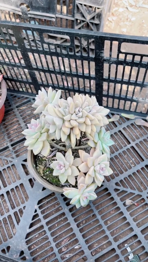 【闪购商品】19394多肉