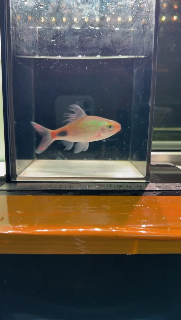 海水鱼紫红两点鲫