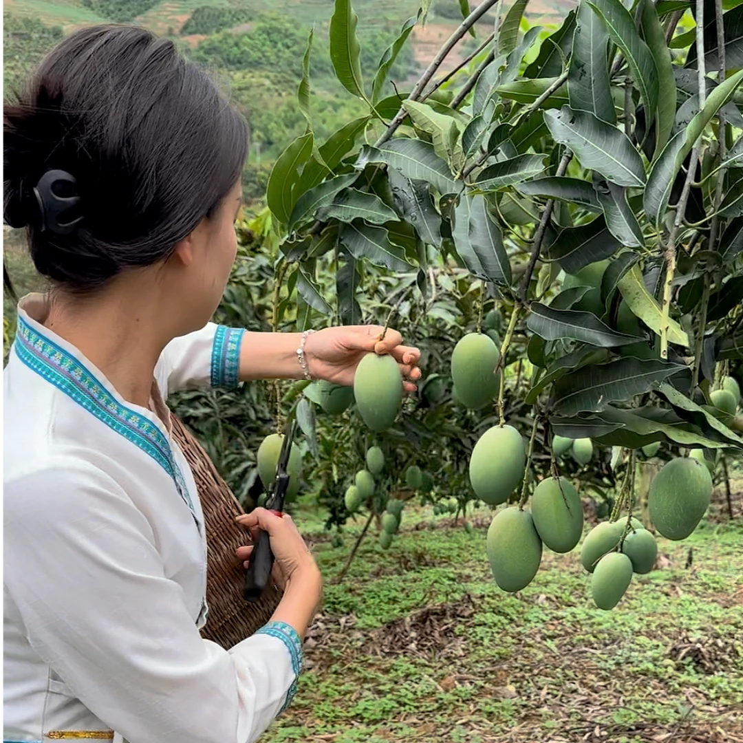 【瑶瑶助农】云南永德高山鸡蛋芒青皮小甜心软糯香甜可口包邮