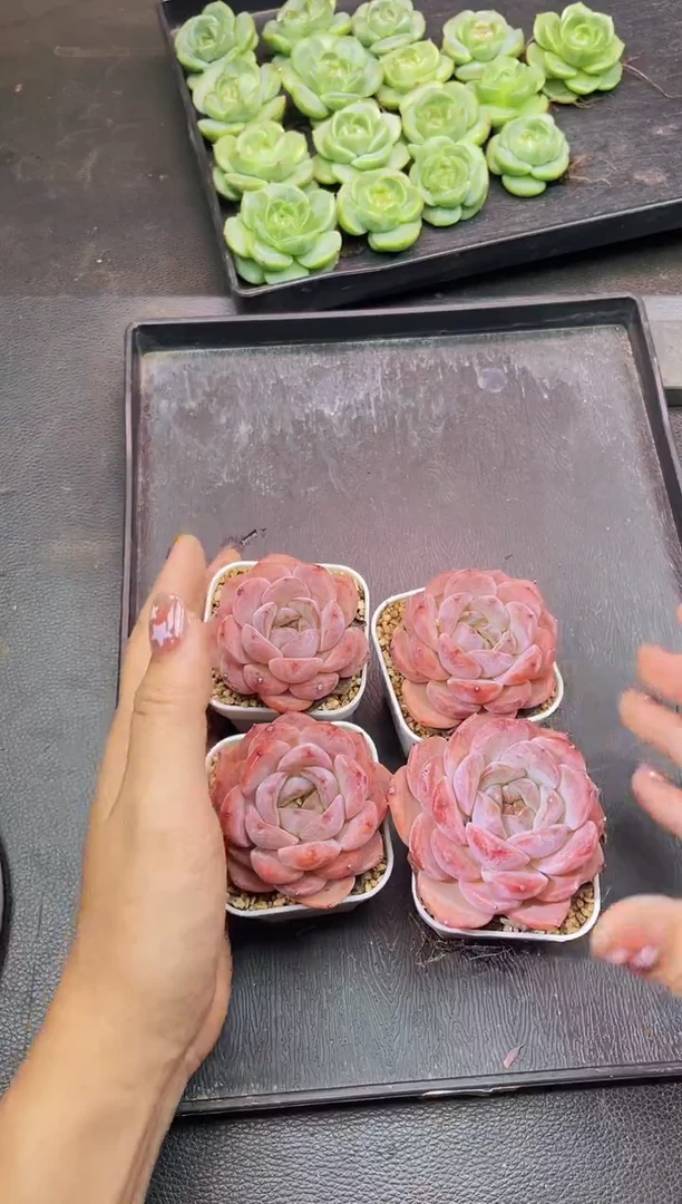 8072草莓量拍一个随机发